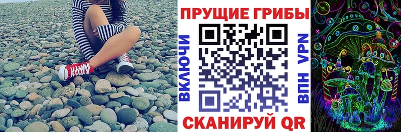 как найти   Гудермес  Псилоцибиновые грибы Psilocybine cubensis 